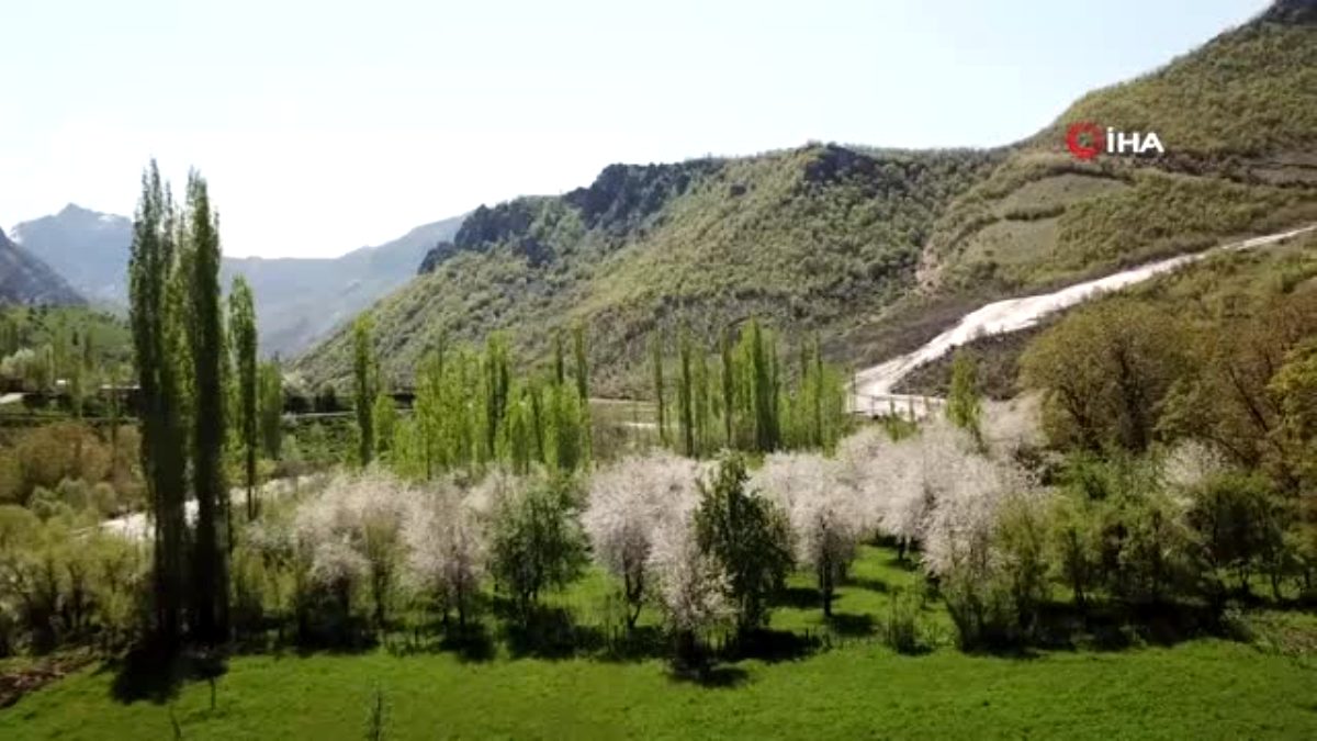 Şırnak'ta çiçek açan elma ağaçları kartpostallık görüntüler oluşturdu