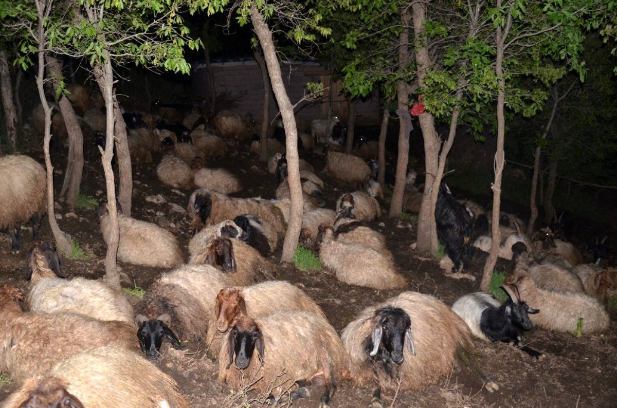 Şırnak'ta besiciler, koyunlarını kurtlardan korumak için gece nöbet tutuyor gündüz ise uyuyor