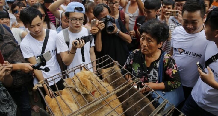 Çin'de tepki çeken köpek eti festivali başladı!