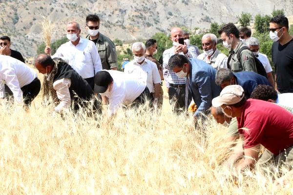Şırnak'ta buğday hasadı şenliği düzenlendi