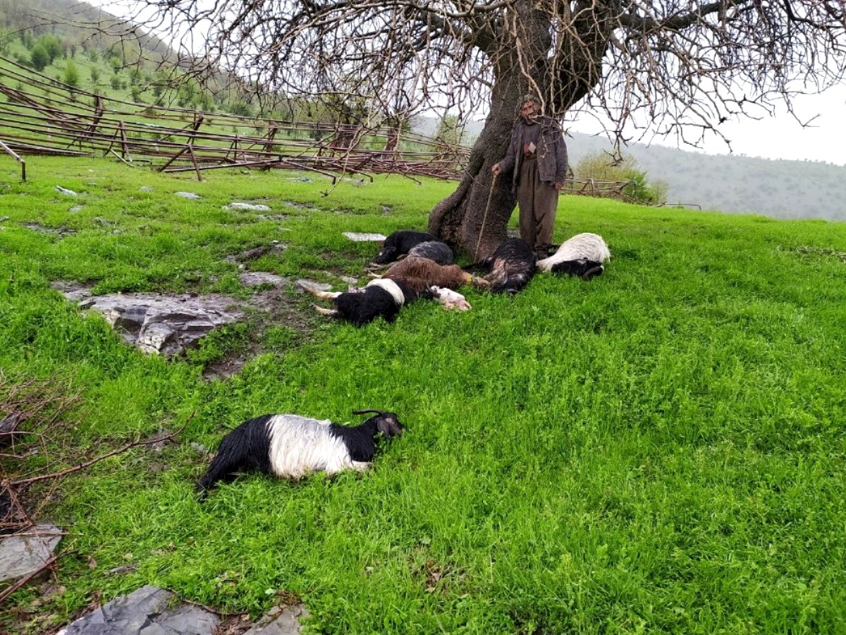 Şırnak'ta yıldırımın düşmesi sonucu 10 keçi telef oldu