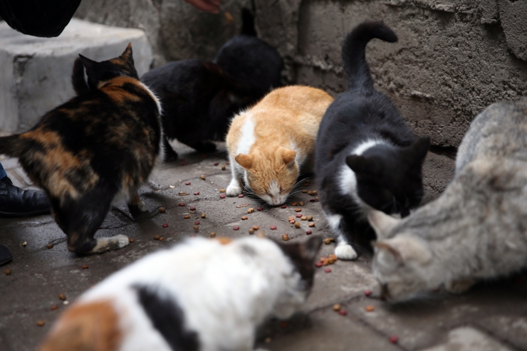Diyarbakırlı 61 yıllık ayakkabı ustası, mesaisine beslediği sokak kedilerini ortak ediyor