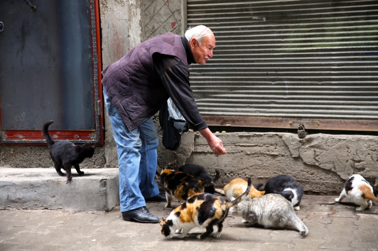 Diyarbakırlı 61 yıllık ayakkabı ustası, mesaisine beslediği sokak kedilerini ortak ediyor