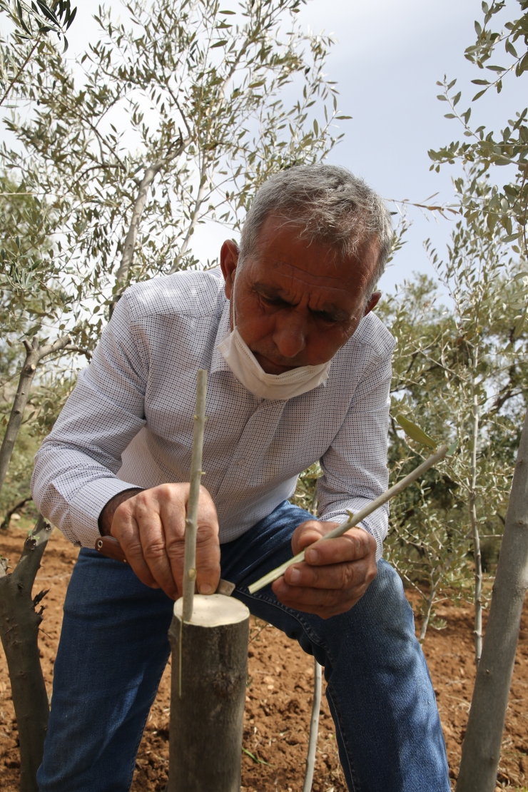 Ormanlara 25 yılını veren Mardinli, emekliliğinde de ağaçları aşılamaya devam ediyor