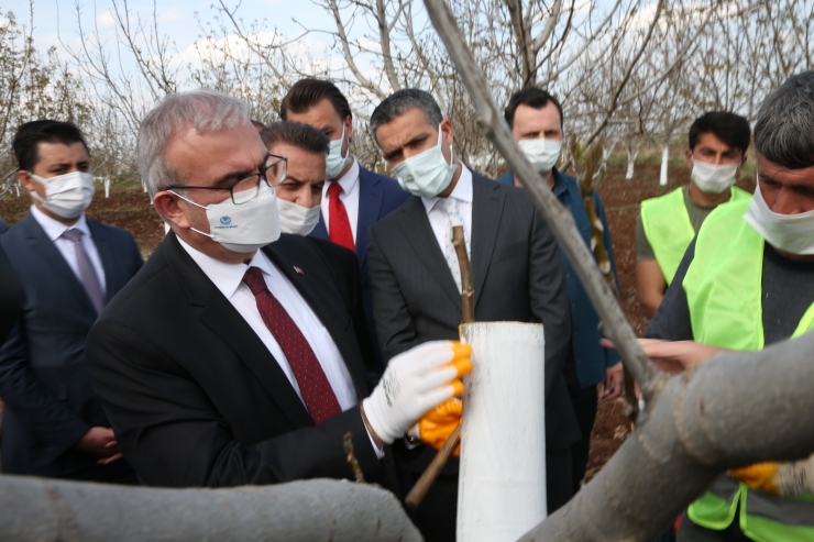 Diyarbakır'da 2023'e kadar 40 bin dönüm sert kabuklu meyve bahçesi oluşturulması hedefleniyor