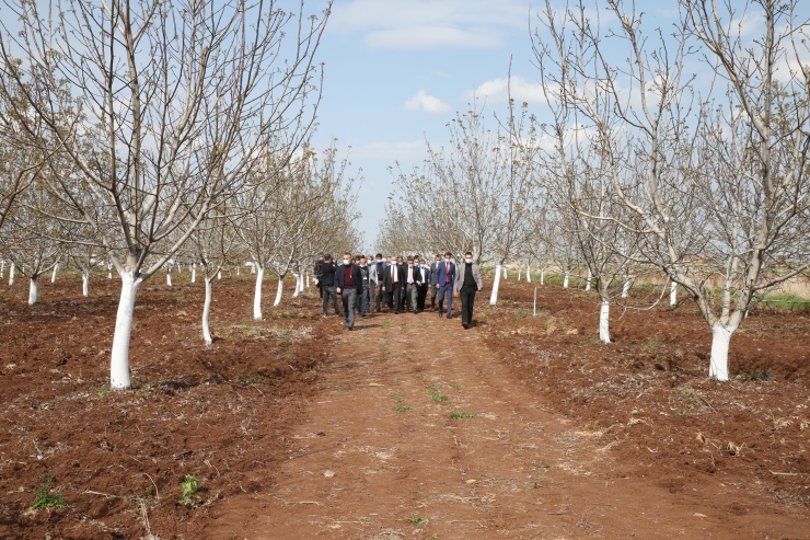 Diyarbakır'da 2023'e kadar 40 bin dönüm sert kabuklu meyve bahçesi oluşturulması hedefleniyor