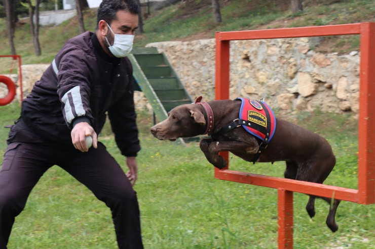 Narkotik dedektör köpeği "Manken" Adıyaman'da jandarmanın en büyük yardımcısı