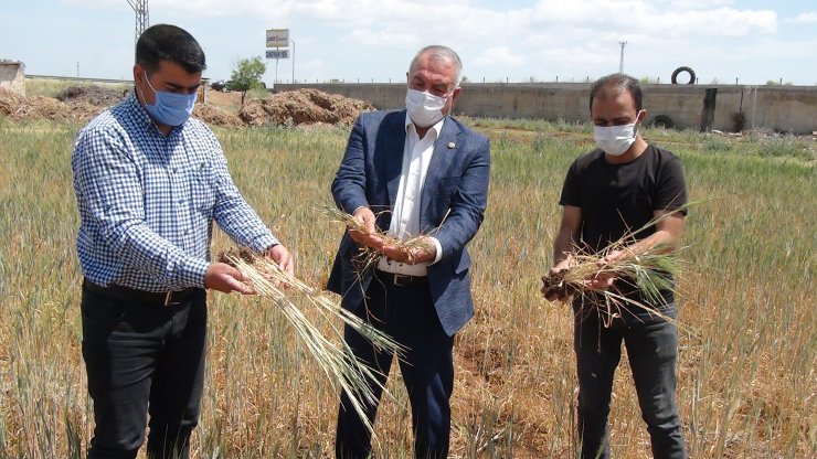 GAP'ın başkenti Şanlıurfa'da biçer döver ücretleri belirlendi