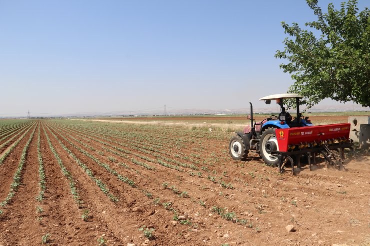 Dijital takiple pamukta giderler azaldı, verim arttı