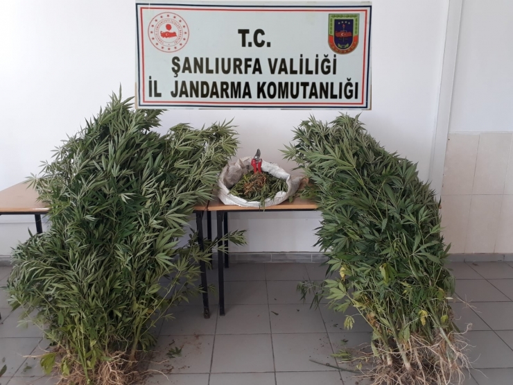 Şanlıurfa'da uyuşturucu operasyonunda 2 tutuklama