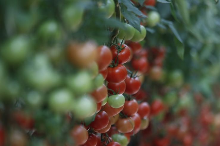 Türkiye'nin domates ihracatı yılın ilk yarısında yüzde 12 arttı
