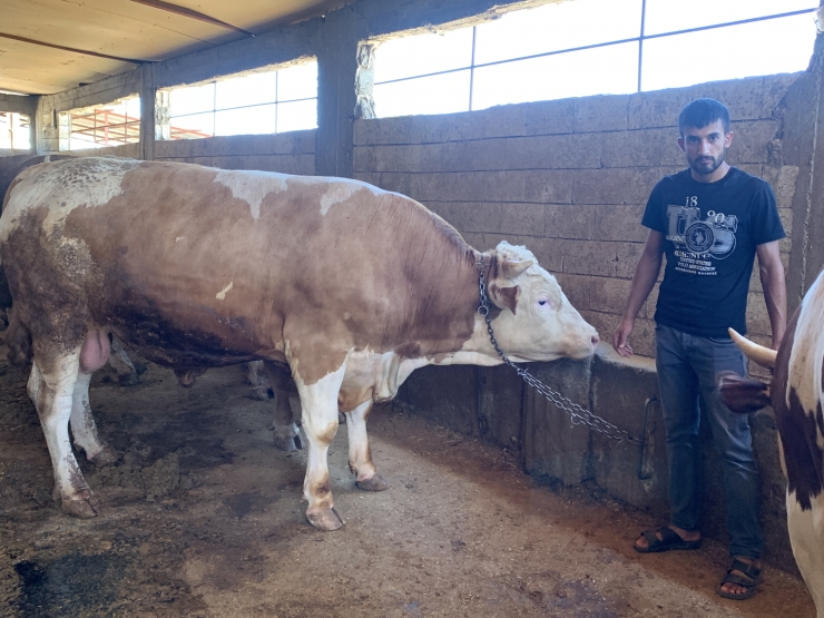 1 ton 300 kilogramlık "Gürbüz" alıcısını bekliyor