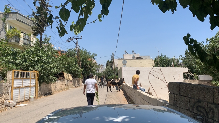 Adıyaman'da kaçan kurbanlık boğa zor anlar yaşattı