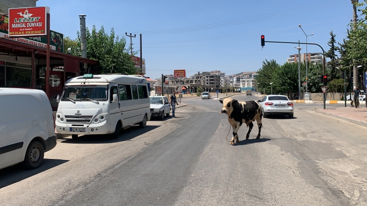 Adıyaman'da kaçan kurbanlık boğa zor anlar yaşattı