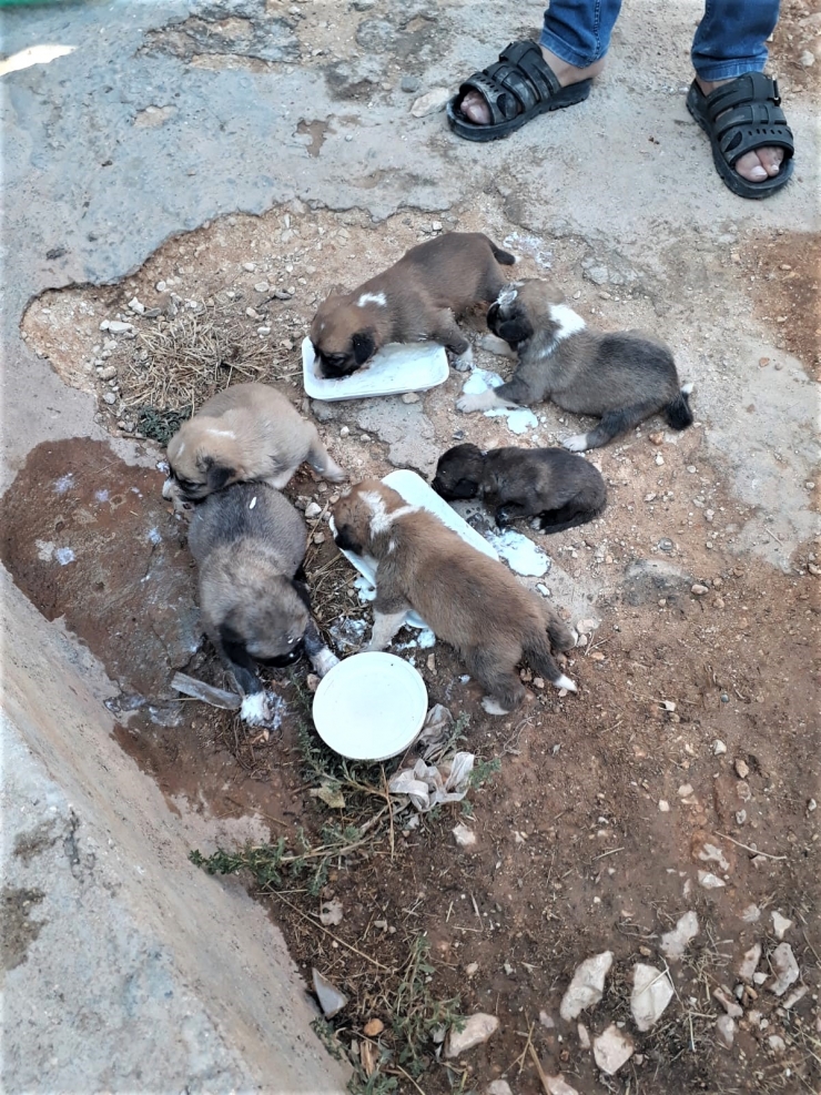 Şanlıurfa'da iki duvar arasına sıkışan köpek yavruları kurtarıldı