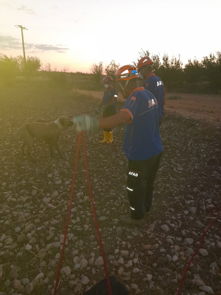 Adıyaman'da su kuyusuna düşen köpek AFAD ekiplerince kurtarıldı