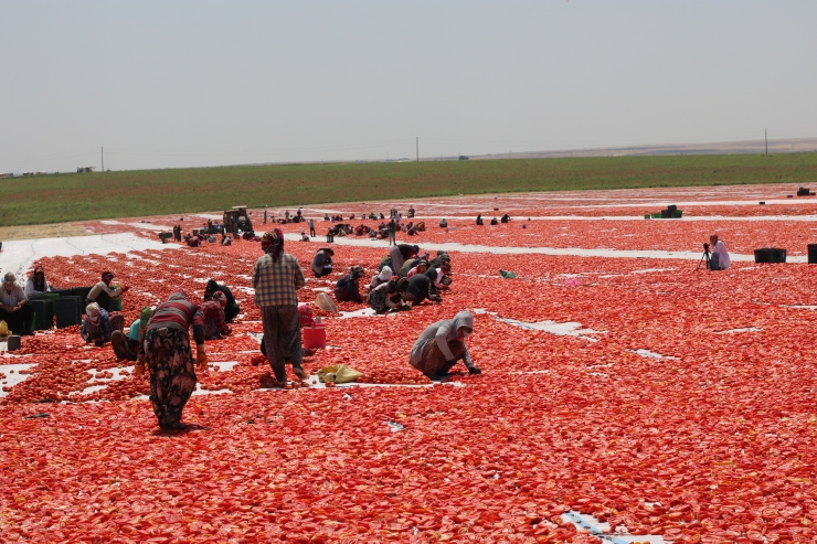 Güneydoğu'nun domatesleri kavurucu sıcaklarda kurutulup 3 kıtada sofraları süslüyor