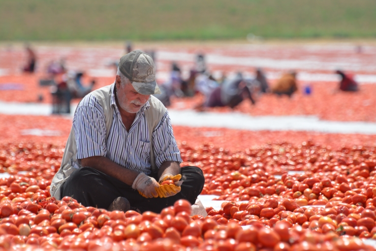 Güneydoğu'nun domatesleri kavurucu sıcaklarda kurutulup 3 kıtada sofraları süslüyor