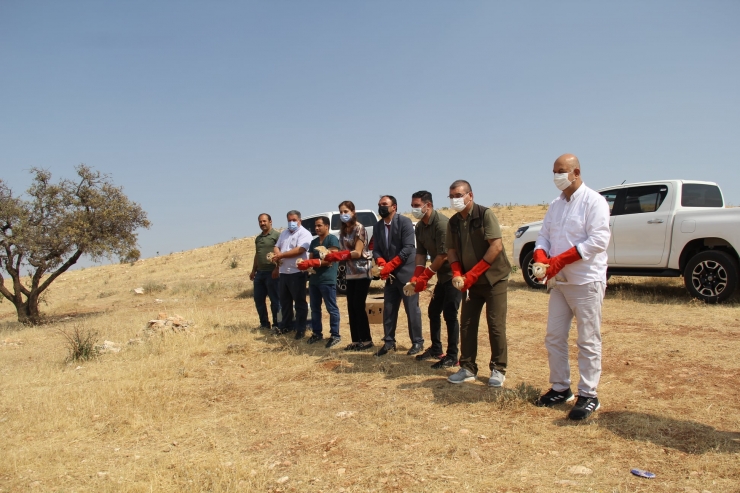 Şanlıurfa'da tedavisi tamamlanan 12 peçeli baykuş doğaya bırakıldı