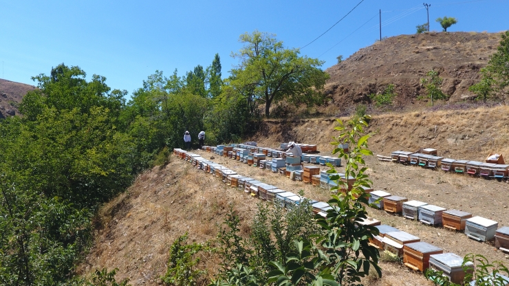 Adıyaman'ın tescilli "geven" balında yüksek rekolte beklentisi üreticinin yüzünü güldürdü