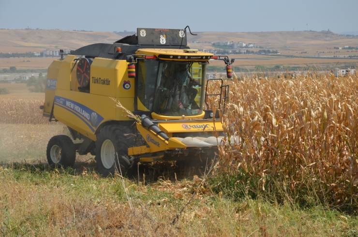 AK Parti Batman Milletvekili Ziver Özdemir mısır hasadına katıldı