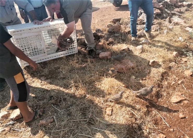 Şanlıurfa'da doğaya 1500 keklik salındı