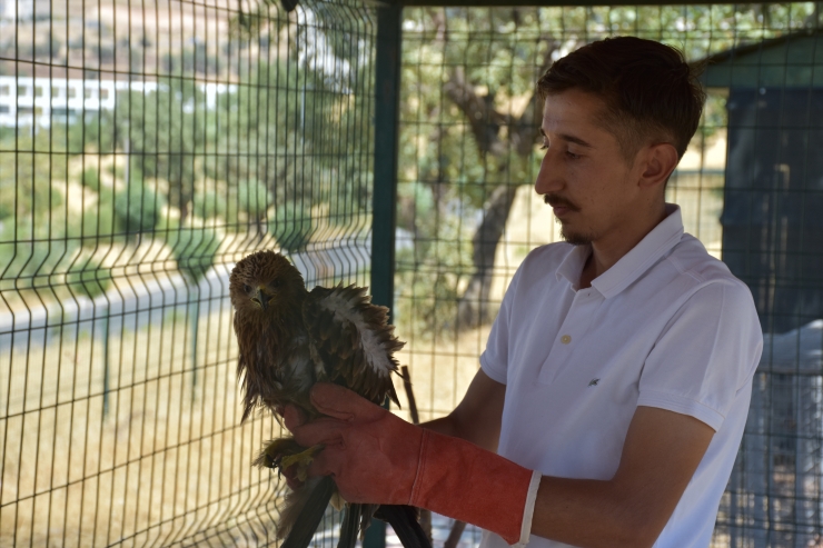 Şırnak'ta yaralı bulunan ve tedavisi tamamlanan kuşlar doğaya bırakıldı