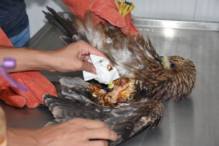 Şırnak'ta yaralı bulunan ve tedavisi tamamlanan kuşlar doğaya bırakıldı