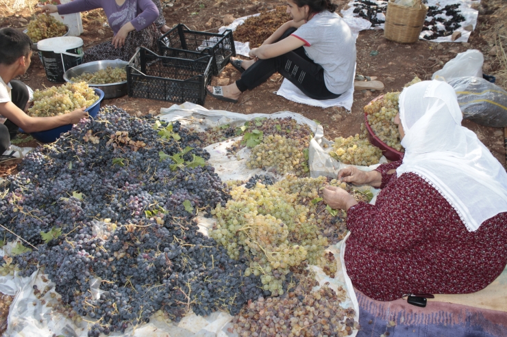 Gercüş'te kuru üzüm çeşitlerinin sergilenmesine başlandı