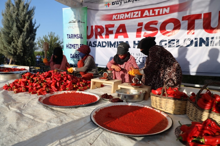 Şanlıurfa'da kırmızı biber hasadı devam ediyor