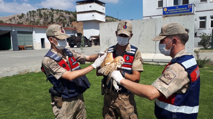 Adıyaman'da yaralı bulunan peçeli baykuş tedavi altına alındı