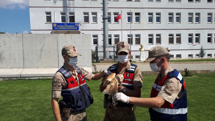 Adıyaman'da yaralı bulunan peçeli baykuş tedavi altına alındı