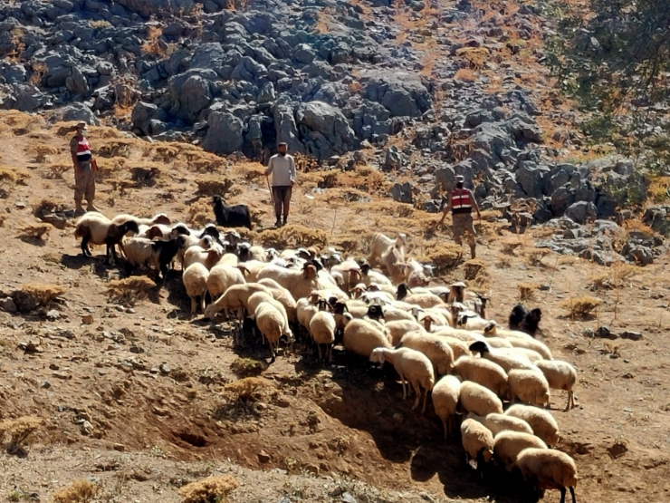Adıyaman'da kaybolan koyun sürüsü drone ile bulundu