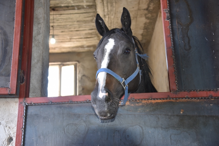 Hobi olarak başladığı at yetiştiriciliğinde şampiyon adayı tayları hipodroma hazırlıyor