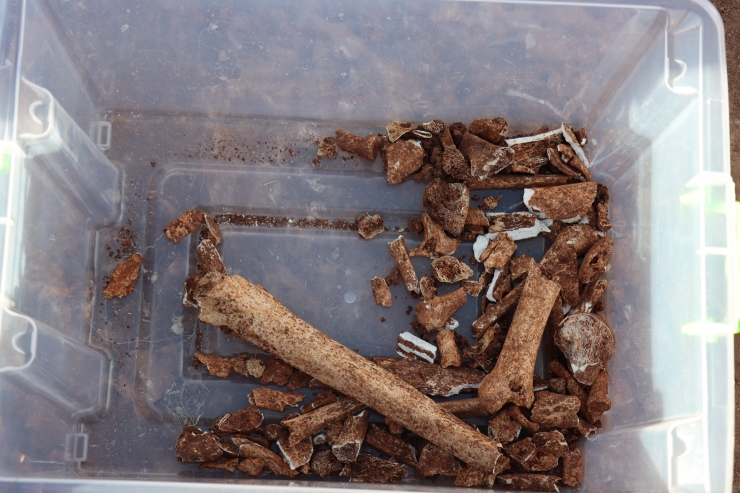 Perre Antik Kenti'ndeki kazılarda 1500 yıllık insan iskeletleri bulundu