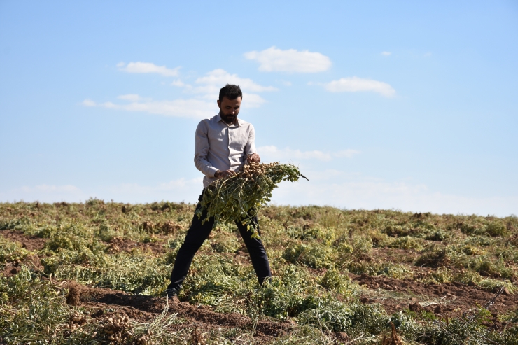 Şırnak'ta yer fıstığı üretim alanı genişliyor