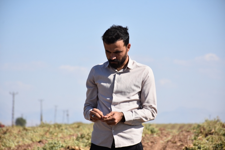 Şırnak'ta yer fıstığı üretim alanı genişliyor