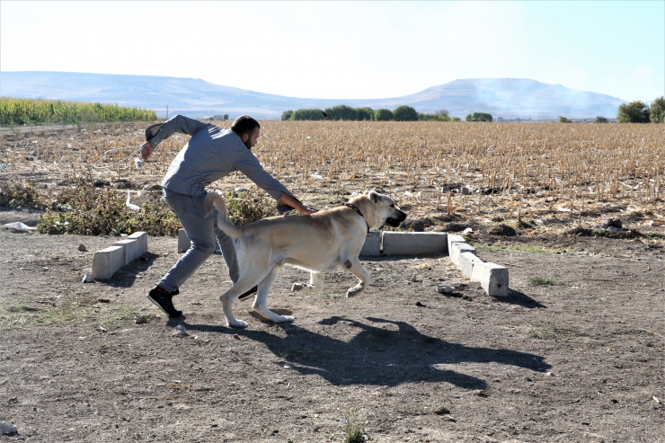 Çobanların vazgeçilmezi "Guregh" cinsi köpekler Şanlıurfa'da yetiştiriliyor