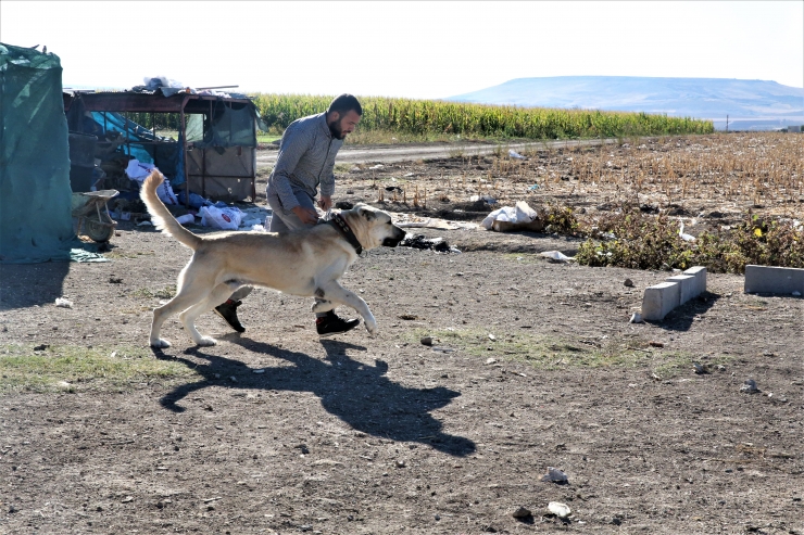 Çobanların vazgeçilmezi "Guregh" cinsi köpekler Şanlıurfa'da yetiştiriliyor