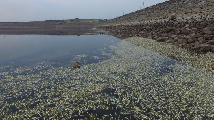 Şanlıurfa'da baraj göletinde toplu balık ölümleri üzerine inceleme başlatıldı