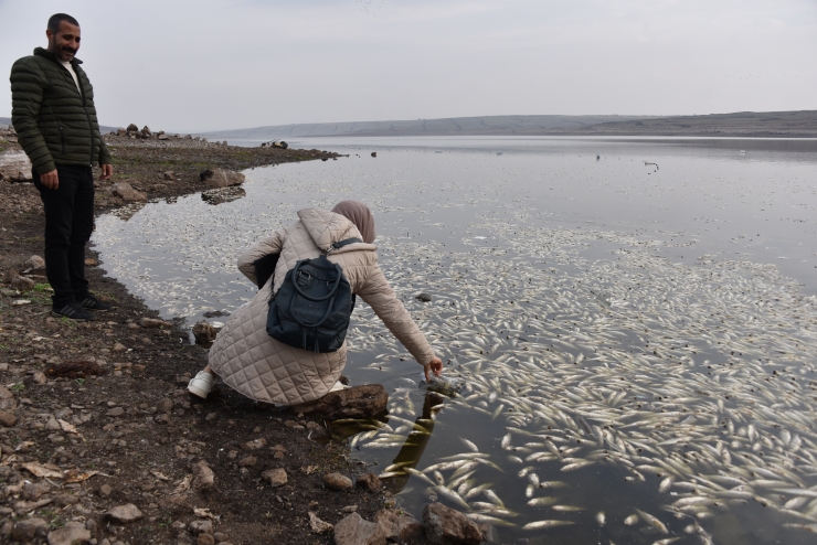 Şanlıurfa'da baraj göletinde toplu balık ölümleri üzerine inceleme başlatıldı