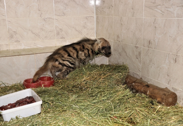 Şanlıurfa'da tedavisi tamamlanan çizgili sırtlan yavrusu doğaya salındı