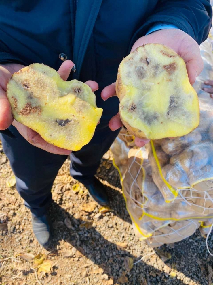 Şanlıurfa'da 20 ton çürümüş patates imha edildi