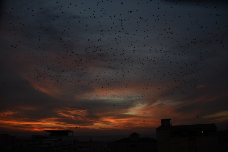 Şanlıurfa'da sığırcık kuşlarından gün batımı dansı