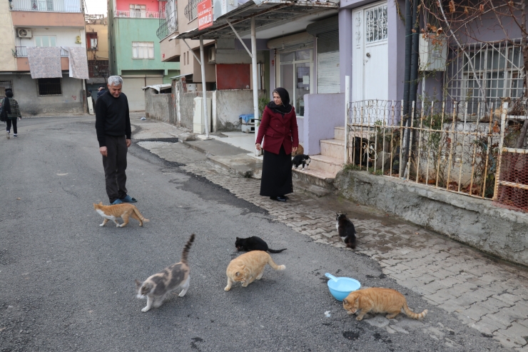 Batmanlı Fatma Türkkan mahallesinin yanı sıra sokak kedilerinin de "muhtarlığını" yapıyor