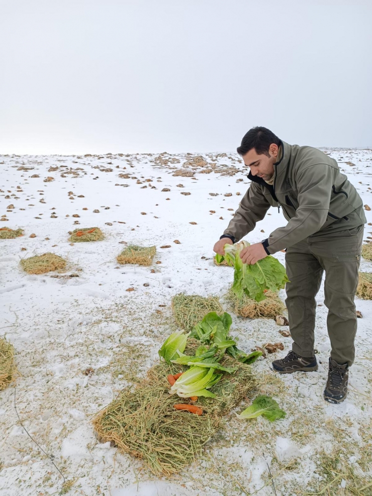 Şanlıurfa ve Adıyaman'da soğuktan etkilenen yaban hayvanları için yem bırakıldı