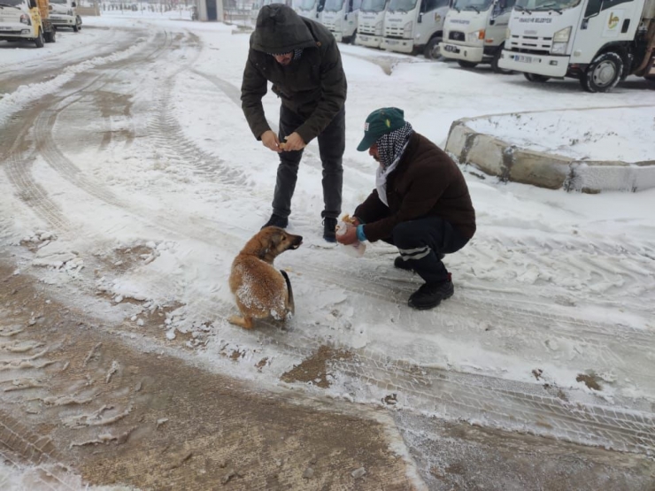 Şanlıurfa'da soğuk havadan etkilenen sokak hayvanları koruma altına alındı
