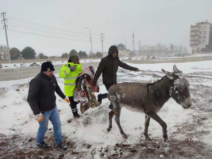 Şanlıurfa'da soğuk havadan etkilenen sokak hayvanları koruma altına alındı