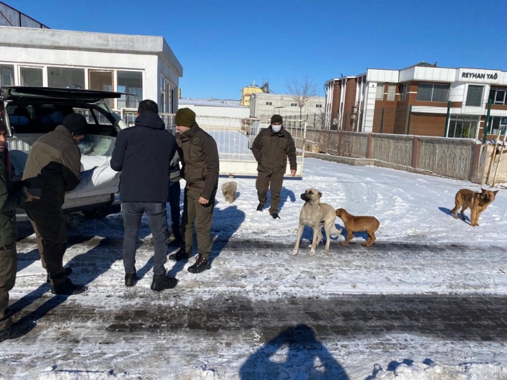 Şanlıurfa, Kahramanmaraş ve Malatya'da sokak hayvanlarına yiyecek bırakıldı