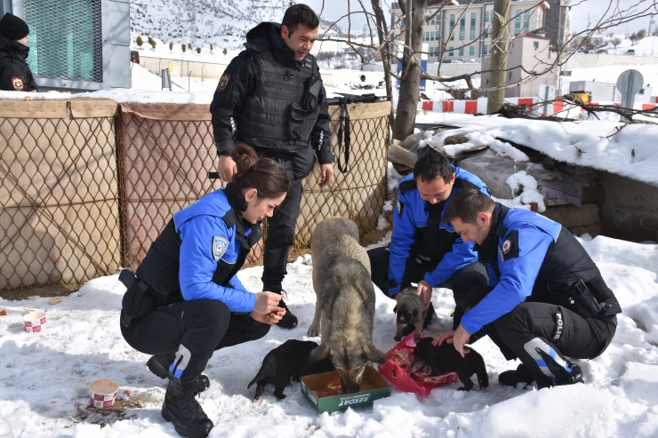 Şırnak'ta polisten sokak hayvanlarına mama desteği